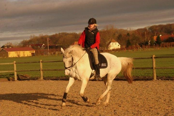 Sportsaraber (A) Søgaardens Magic Spirit billede 11