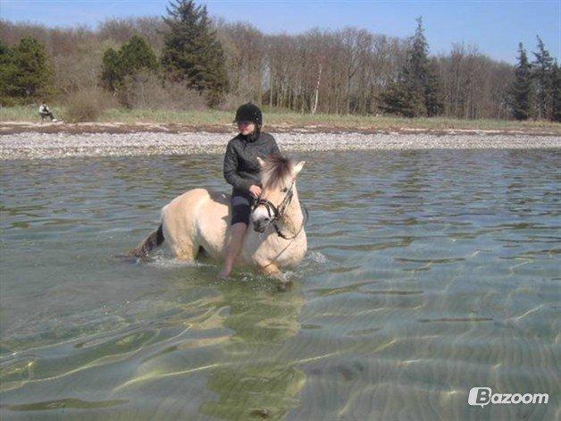 Fjordhest Aija Romeo - I vandet på bjørnebækstrand billede 20