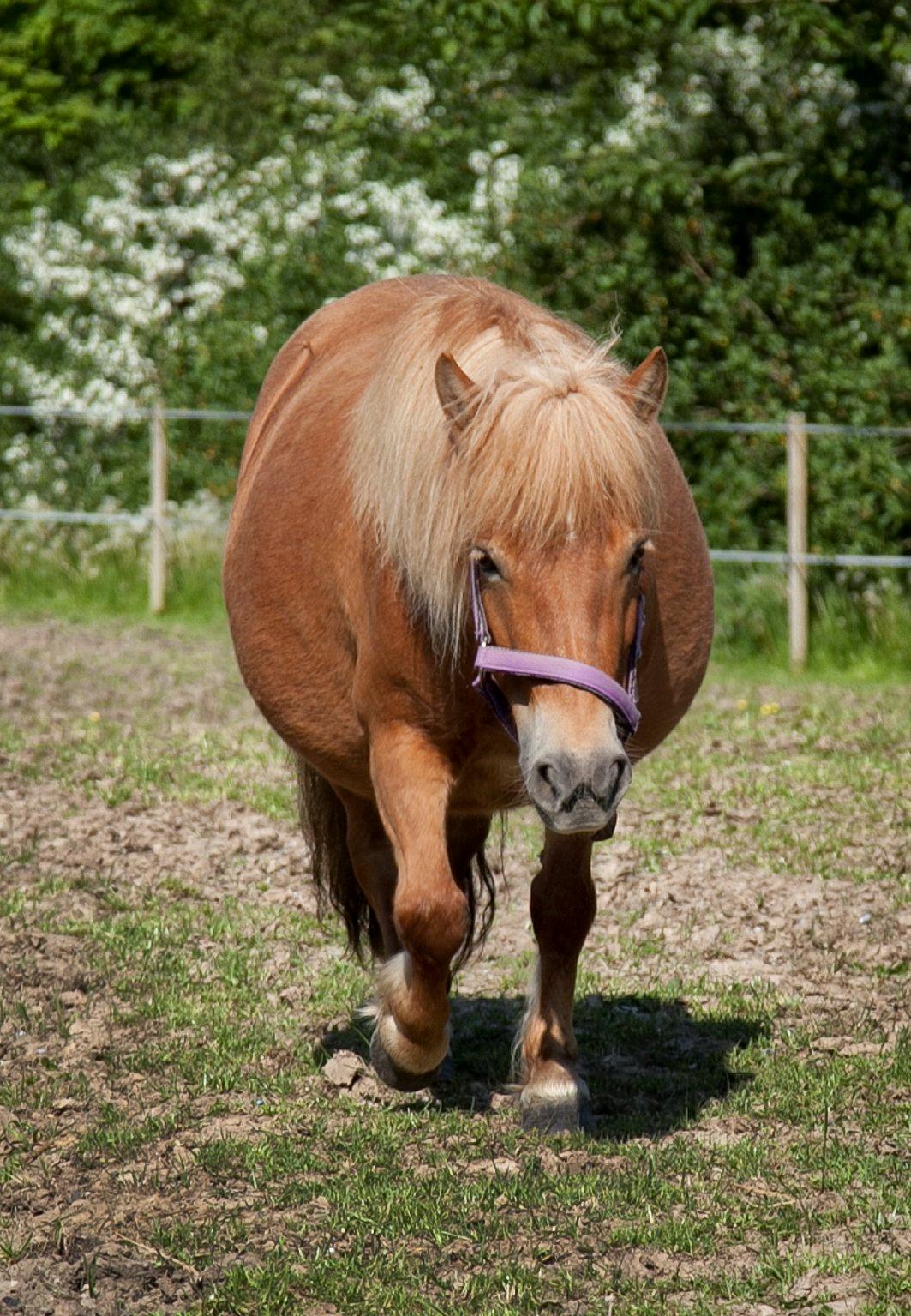Shetlænder Fuglsangs Maja billede 1