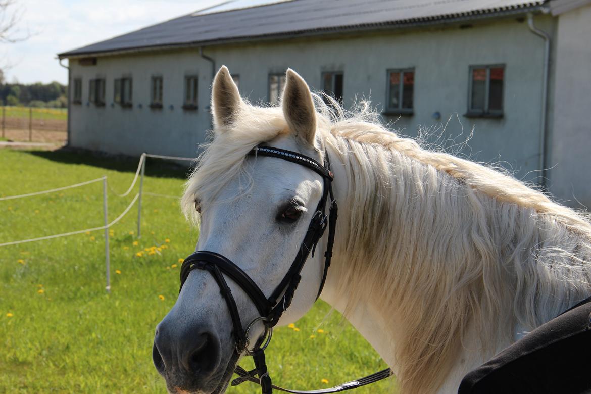 Anden særlig race Monique  drømme-ponyen MinBedsteVen - charme selvtillid og lækkert hår <3 billede 15