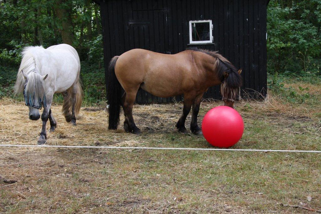 Highland Pony Kira billede 12