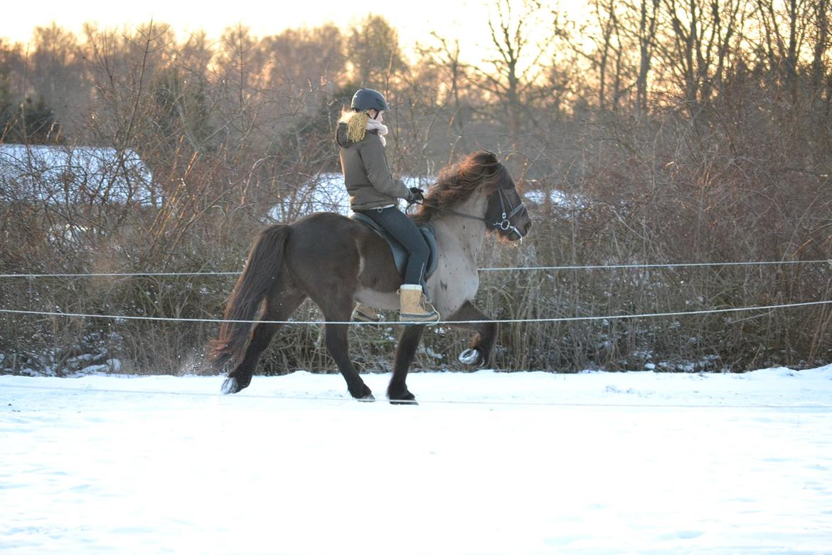 Islænder Hjörtur fra Gultentorp - middeltølt Januar 2013 billede 7