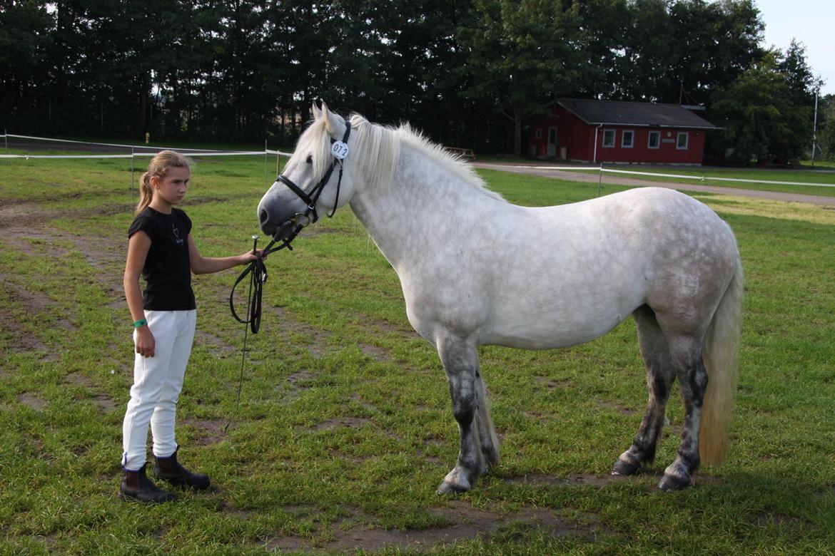 Highland Pony Kira - Store hestedag 2008 billede 1