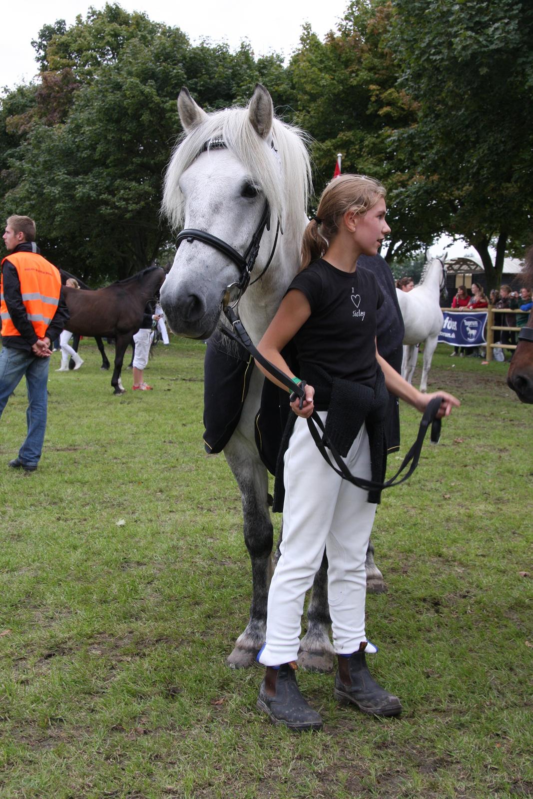 Highland Pony Kira billede 13