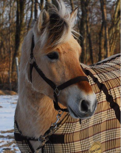 Fjordhest Fjordens Silas - Smukke Silas billede 1