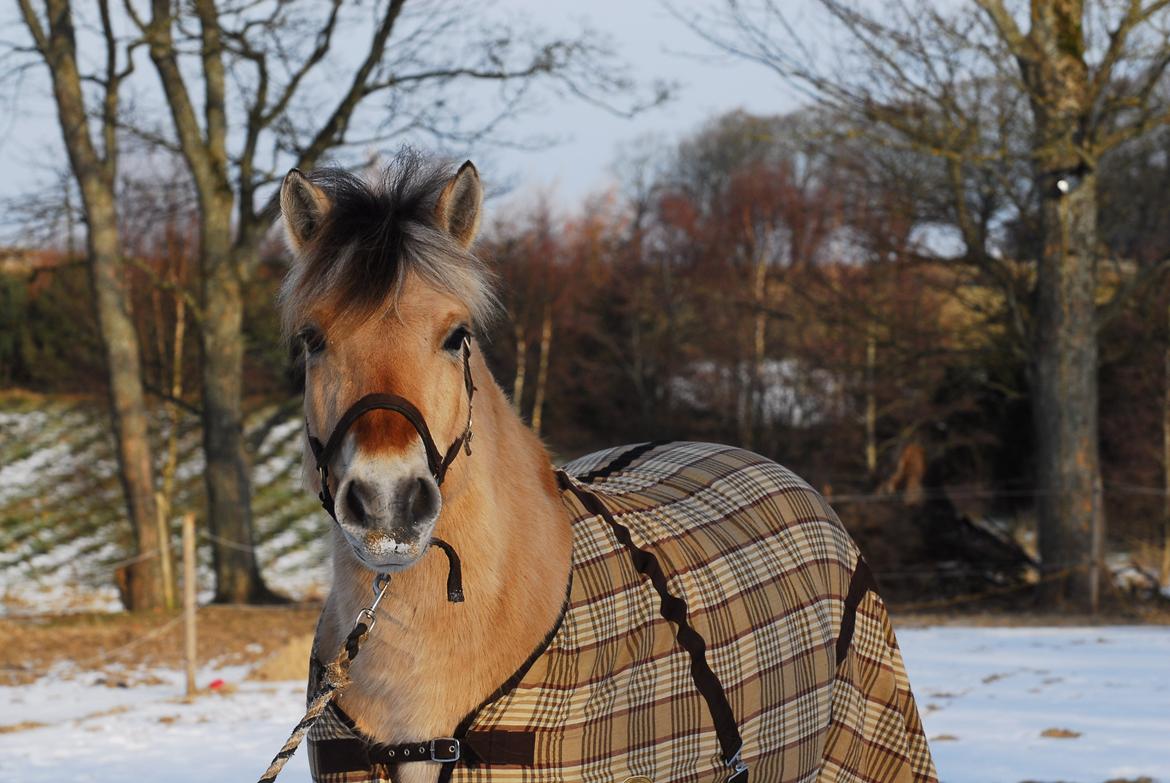 Fjordhest Fjordens Silas billede 2