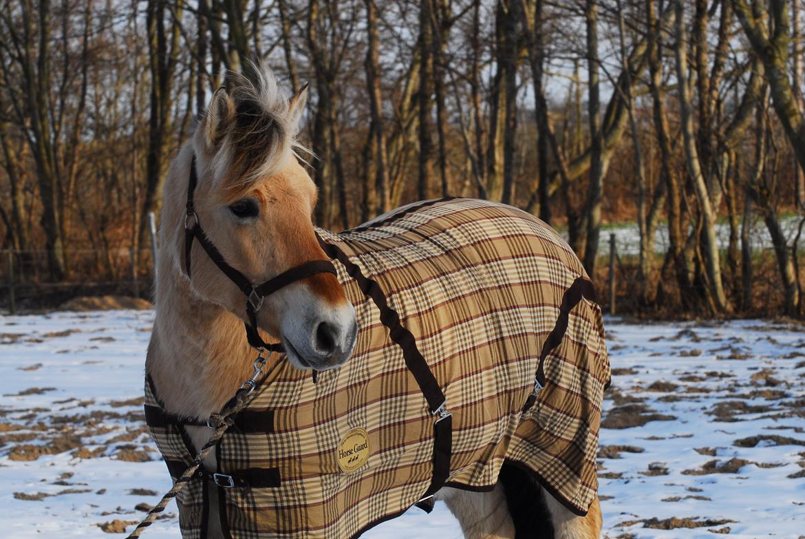 Fjordhest Fjordens Silas billede 3
