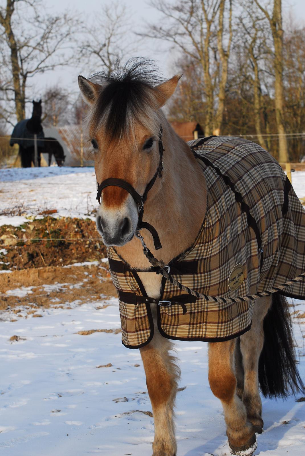 Fjordhest Fjordens Silas billede 4