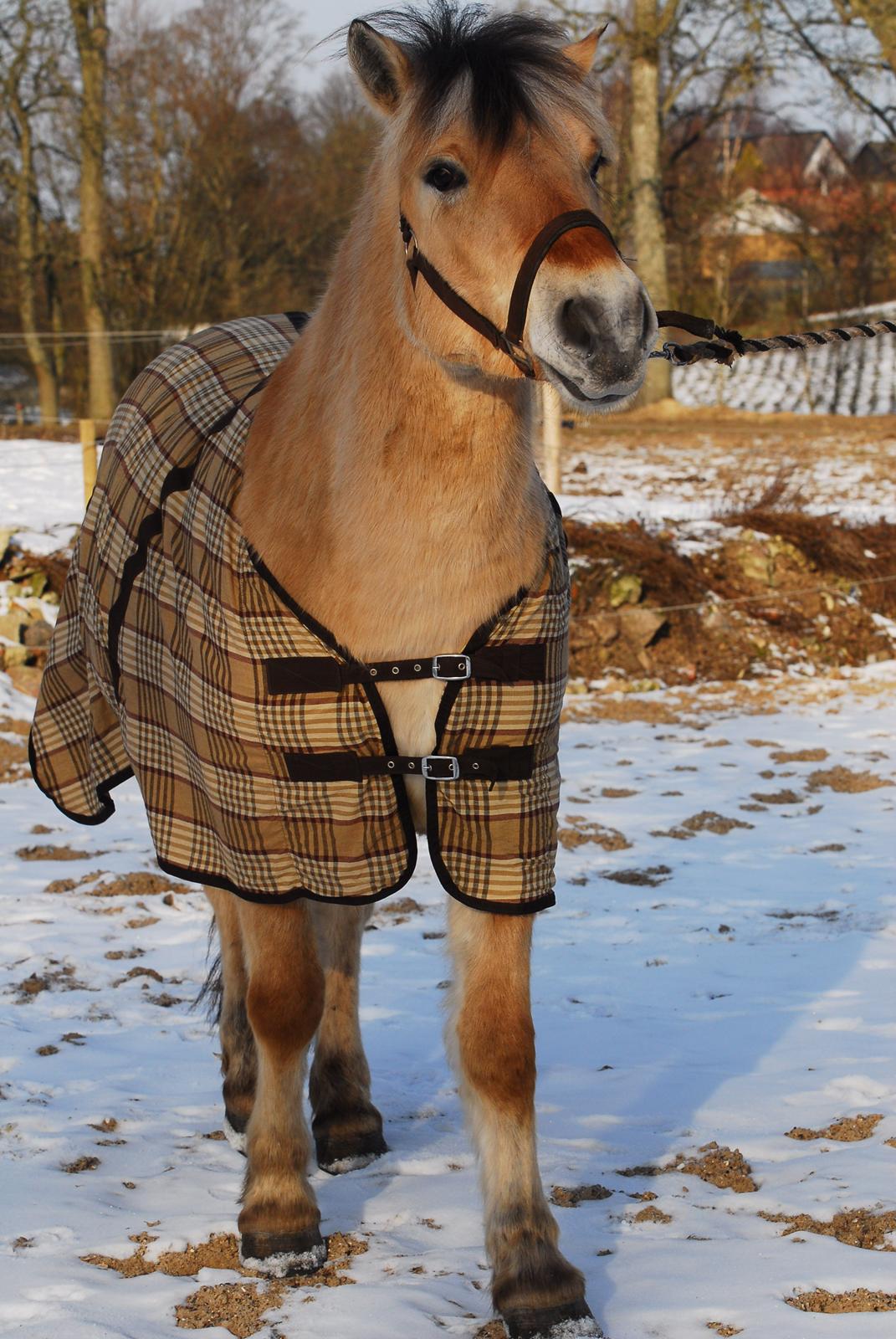 Fjordhest Fjordens Silas billede 5