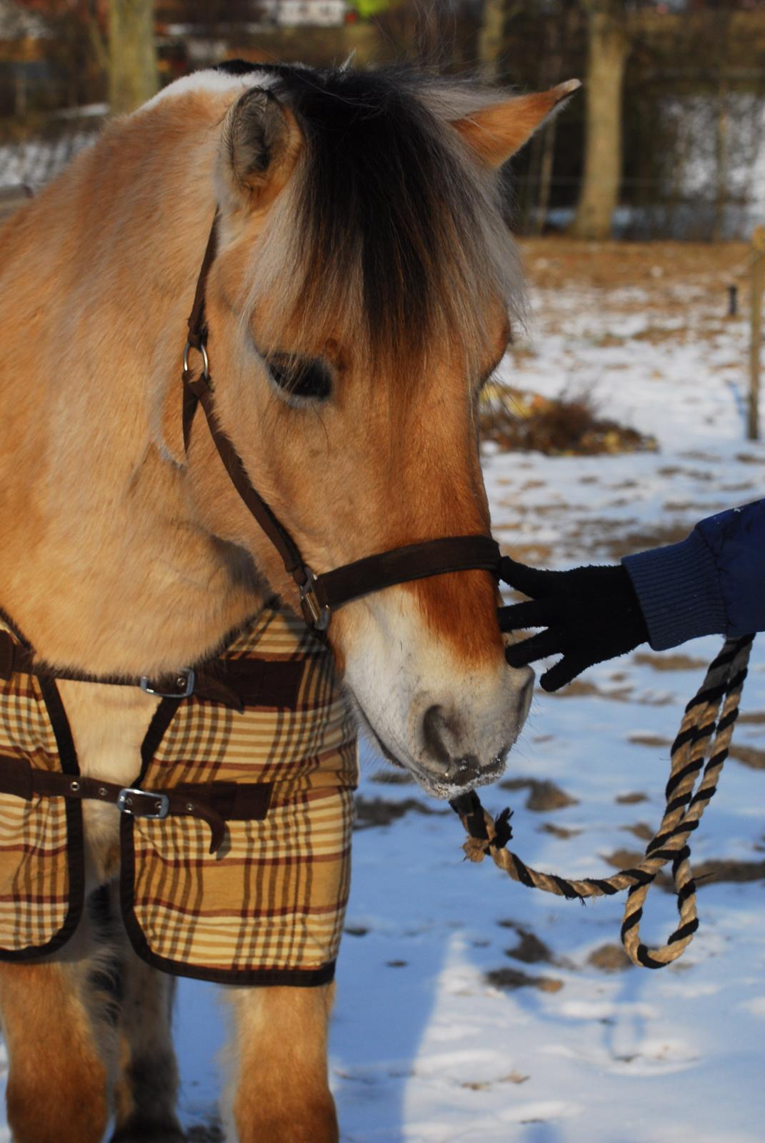 Fjordhest Fjordens Silas billede 6