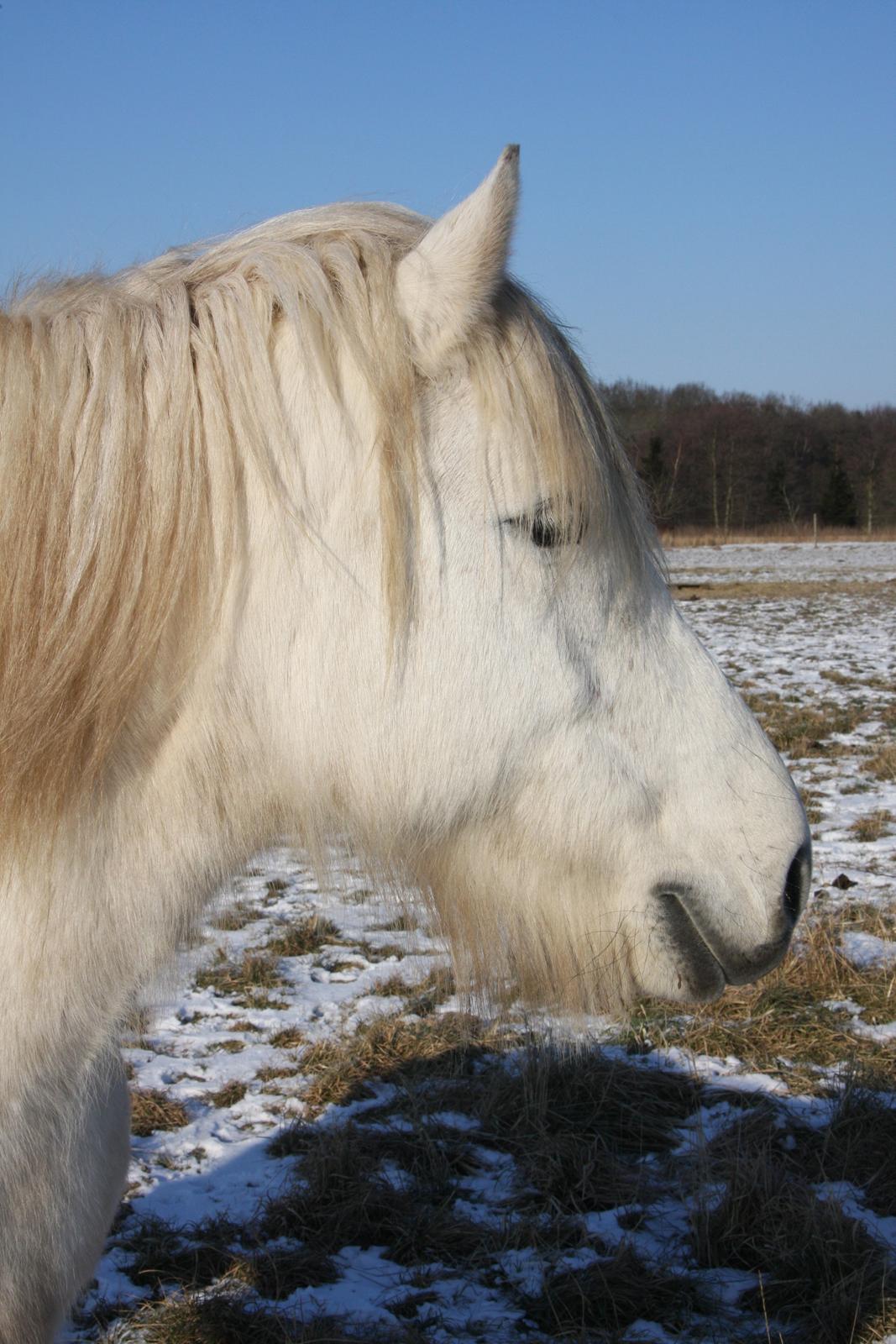 Highland Pony Kira billede 15