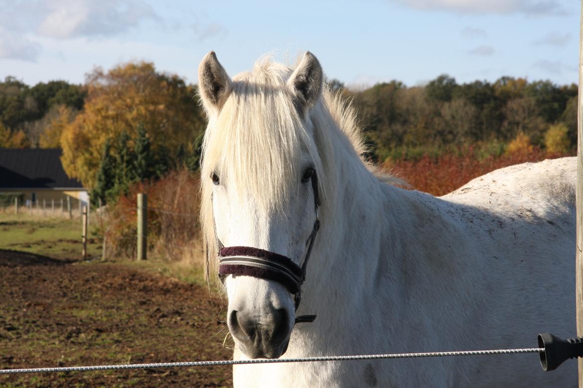 Highland Pony Kira billede 10