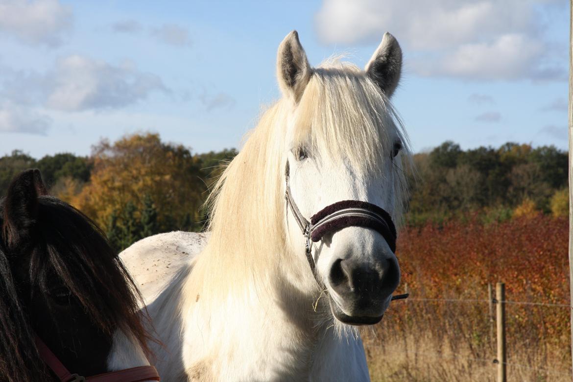 Highland Pony Kira billede 16