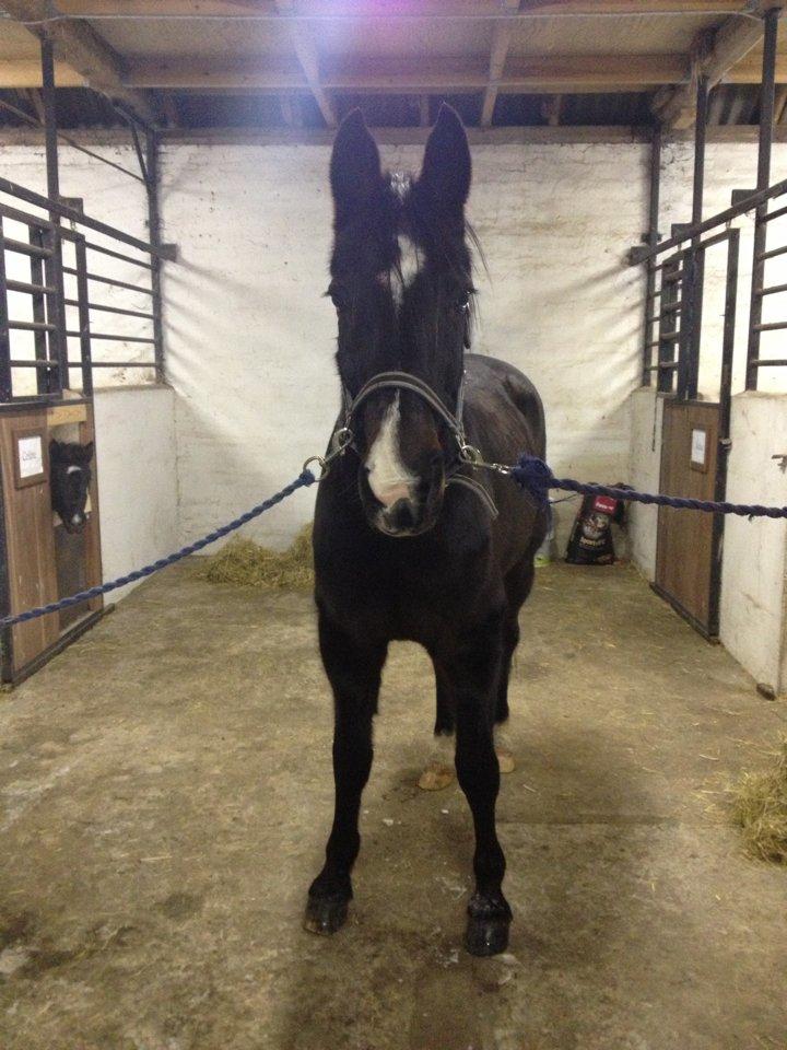 Traver Donavan Djess billede 8