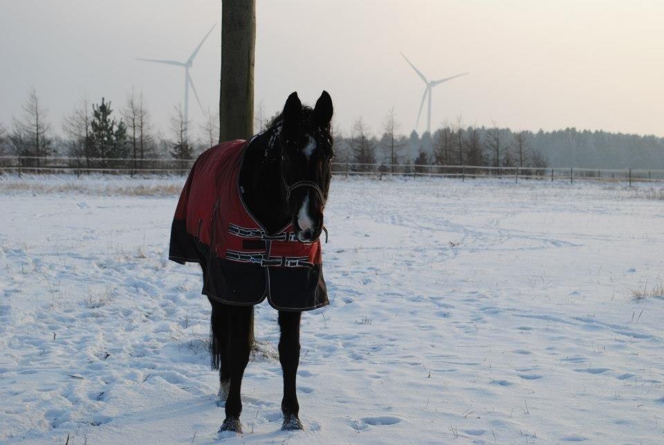 Traver Donavan Djess - Lækker mus på fold billede 11