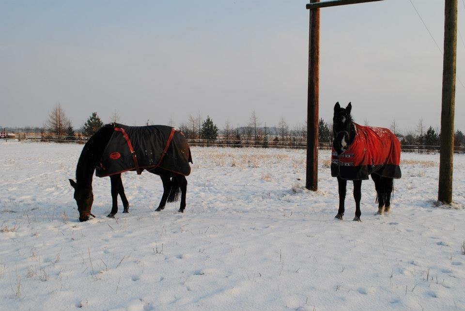 Traver Donavan Djess - Donavan og Safir billede 10