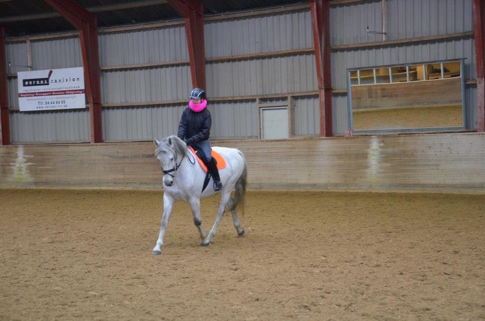 Holstener Melody XII billede 1