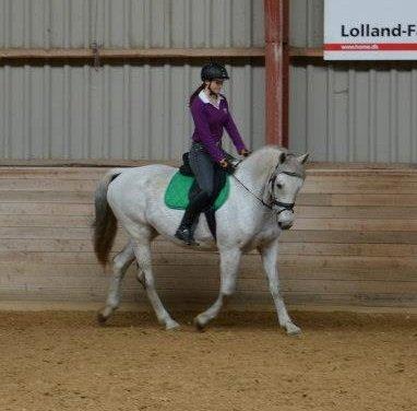 Holstener Melody XII billede 12