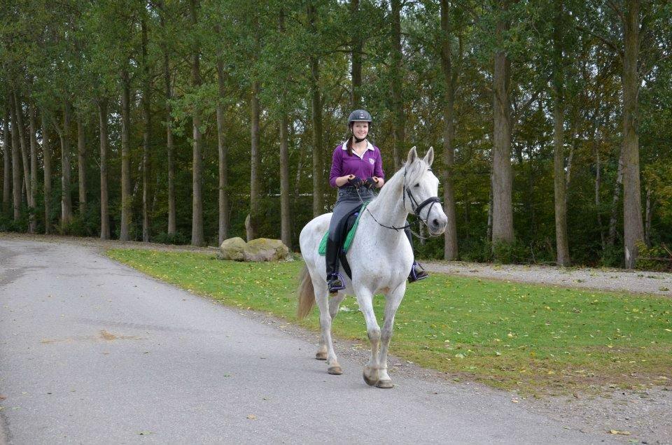 Holstener Melody XII billede 13