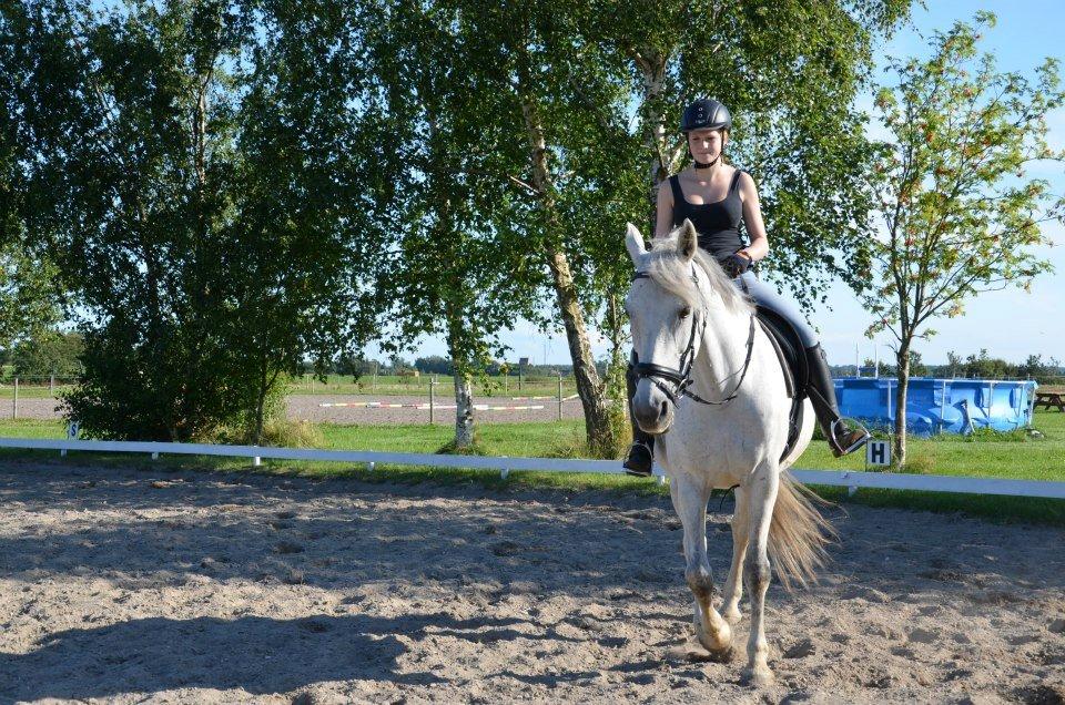 Holstener Melody XII billede 16