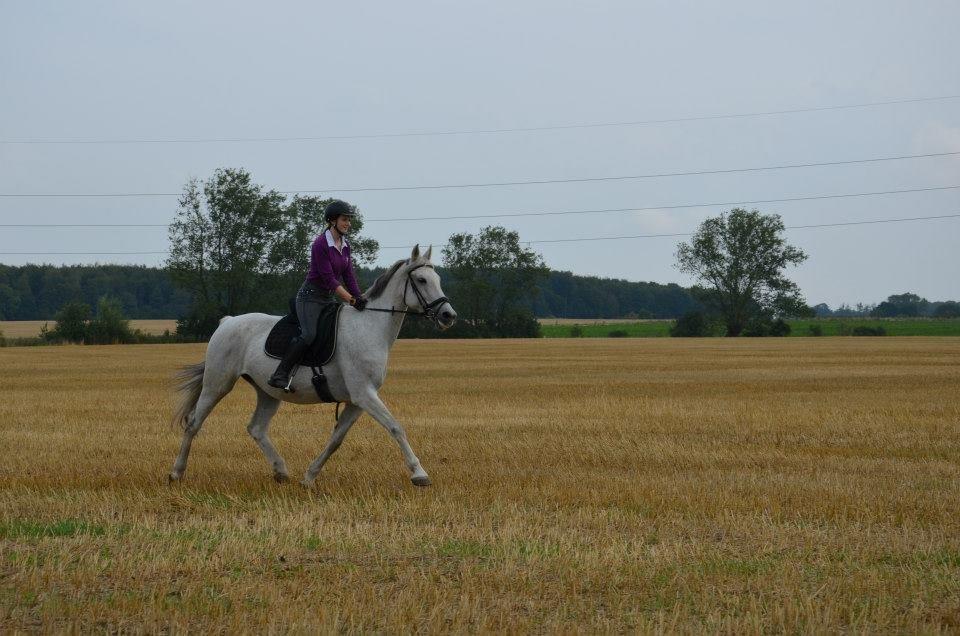 Holstener Melody XII billede 19