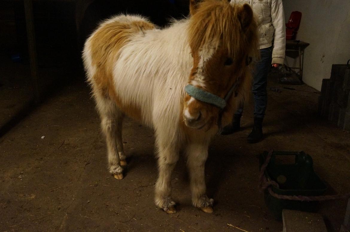 Islænder Jødis - Spiser mad! billede 11