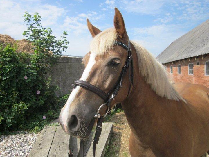 Anden særlig race Deluxe - Sommer billede af smukke Deluxe billede 9