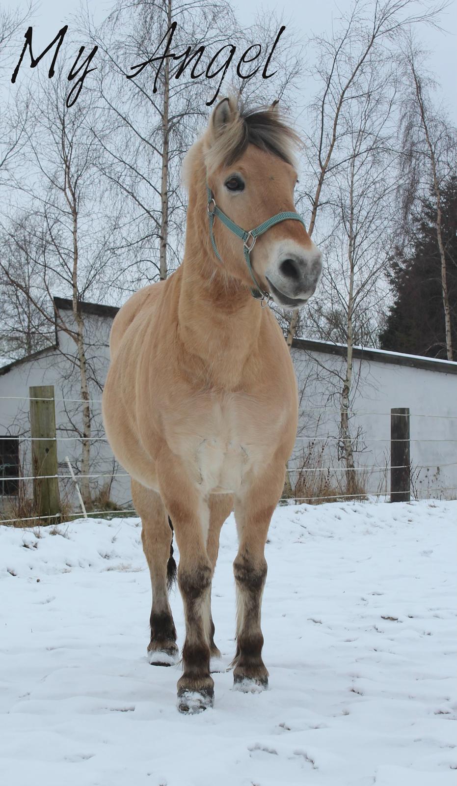 Fjordhest Gjønge  Frimann<3 Bedsteven! <3 billede 8