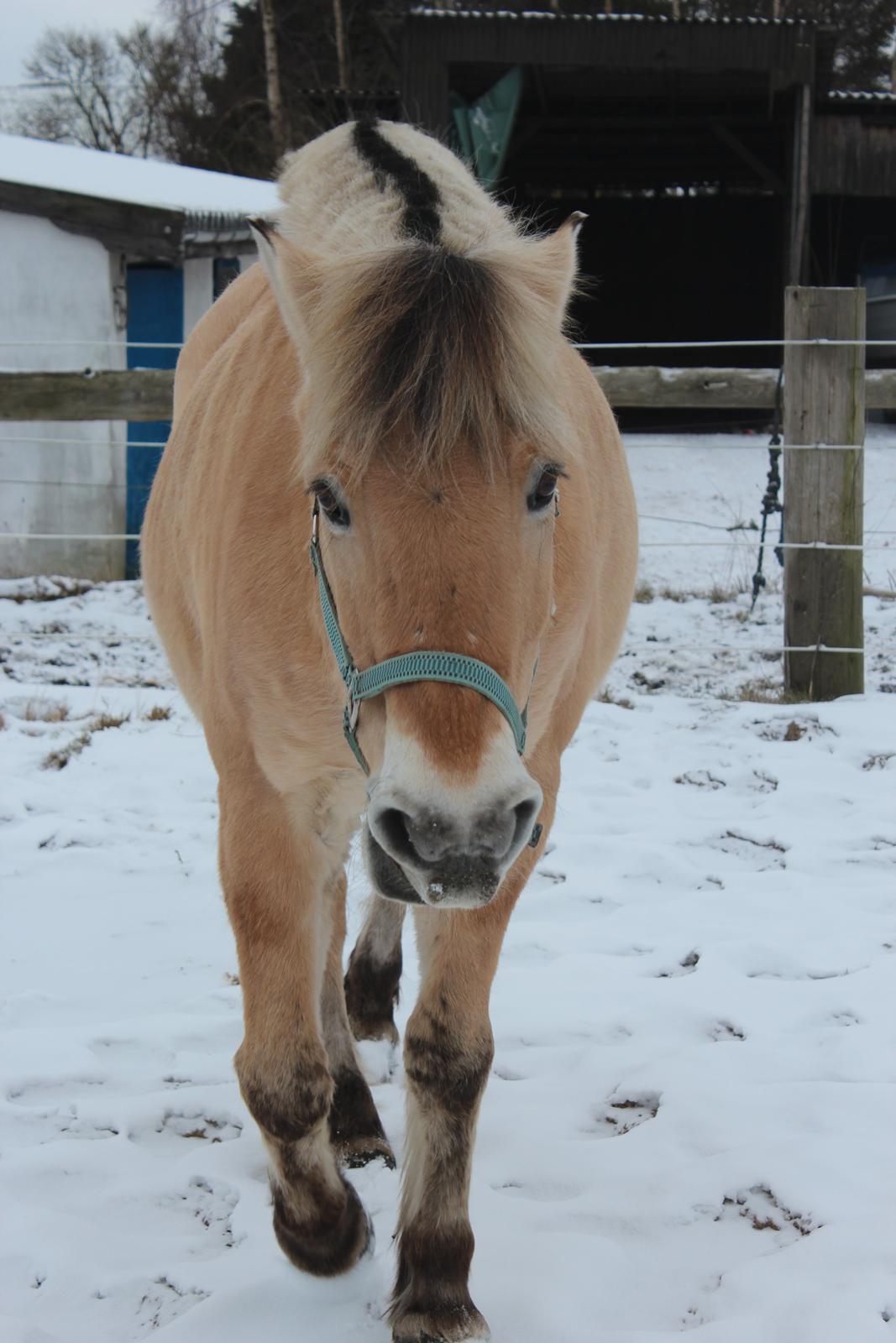 Fjordhest Gjønge  Frimann<3 Bedsteven! <3 billede 18
