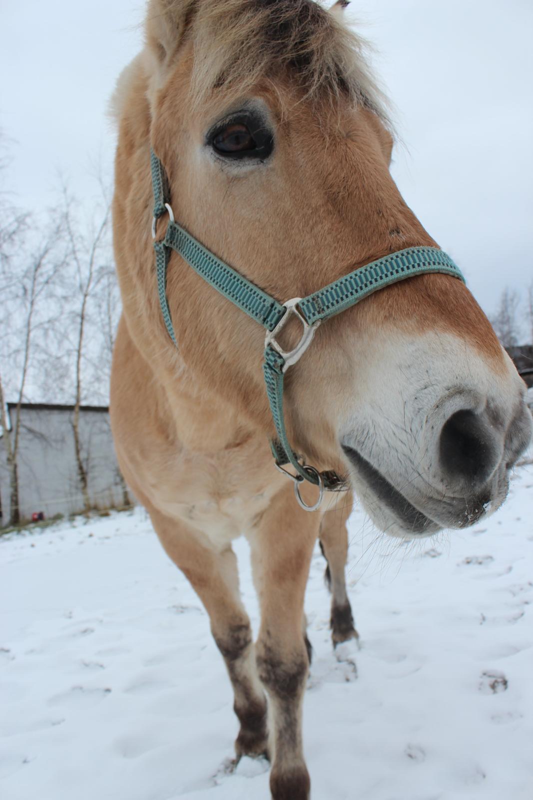 Fjordhest Gjønge  Frimann<3 Bedsteven! <3 billede 14