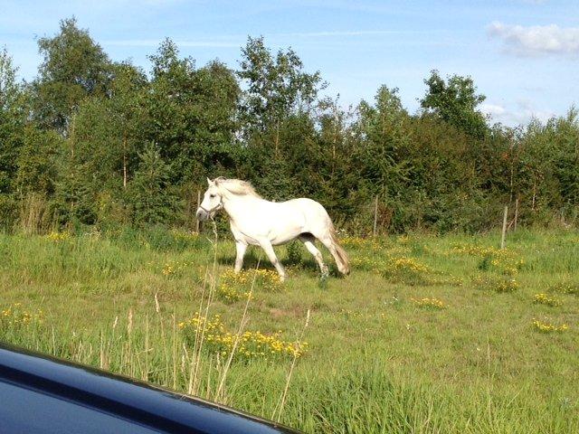Highland Pony Kira billede 17
