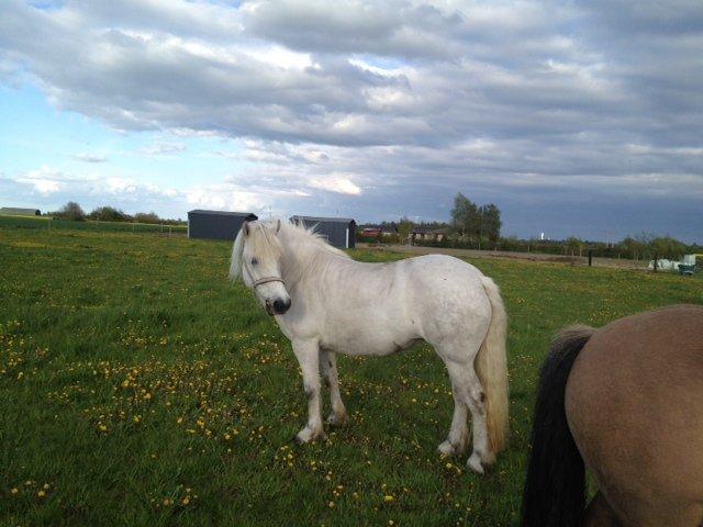 Highland Pony Kira billede 18