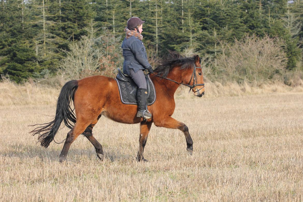 Dansk Varmblod Kraglunds Rosianna [ Tidl.LÅNEHEST] SOLGT!  - Foto: Lea billede 18