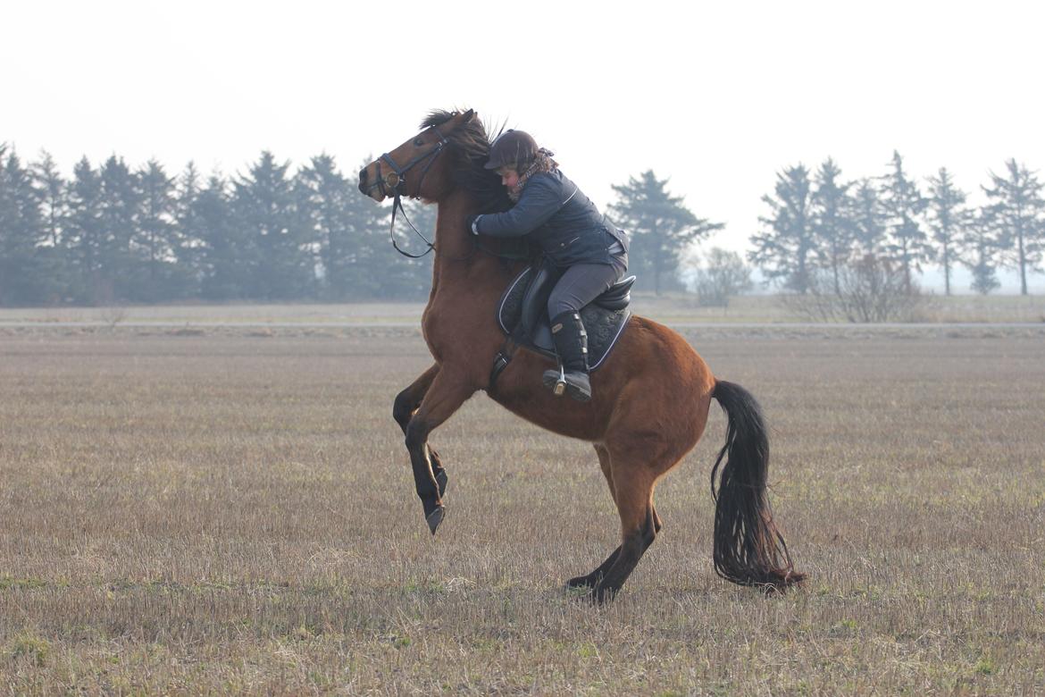 Dansk Varmblod Kraglunds Rosianna [ Tidl.LÅNEHEST] SOLGT!  - Første gang nogensinde at Rosa har stejlet med mig :O Foto: Lea billede 3