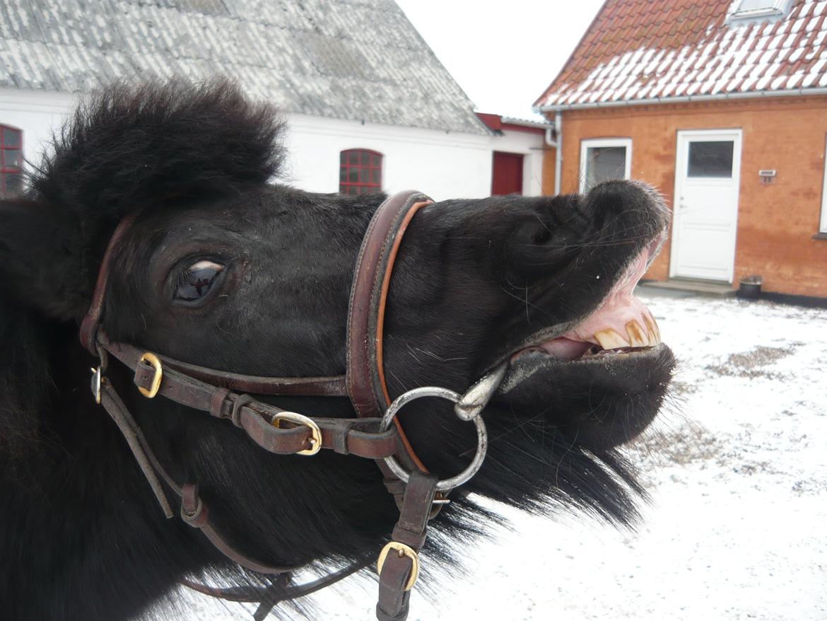 Anden særlig race Molly - Molly som lige har spist riskiks. billede 6