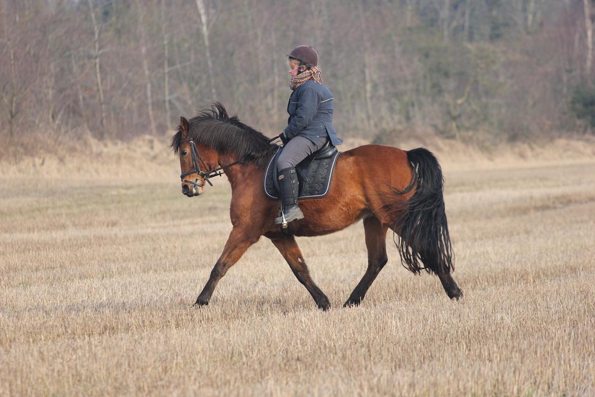 Dansk Varmblod Kraglunds Rosianna [ Tidl.LÅNEHEST] SOLGT!  - Foto: Lea billede 7