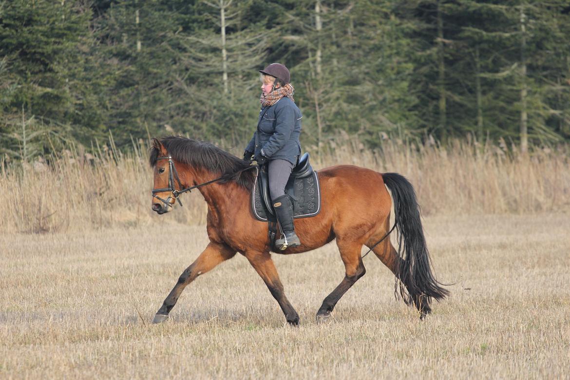 Dansk Varmblod Kraglunds Rosianna [ Tidl.LÅNEHEST] SOLGT!  - Foto: Lea billede 16