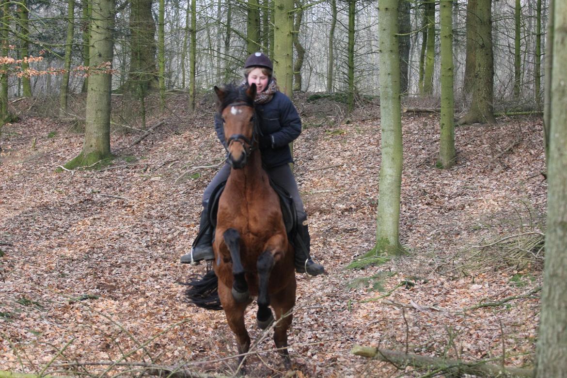 Dansk Varmblod Kraglunds Rosianna [ Tidl.LÅNEHEST] SOLGT!  - Et lille spring i skoven. Foto: Lea billede 13