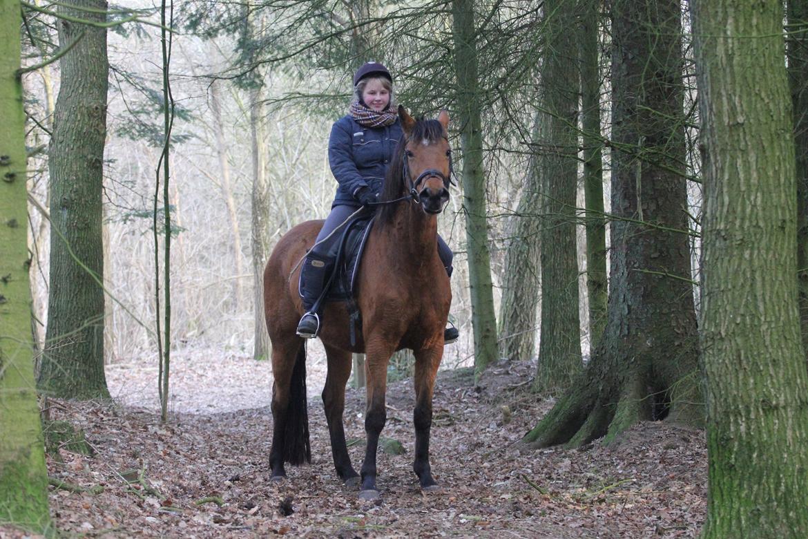 Dansk Varmblod Kraglunds Rosianna [ Tidl.LÅNEHEST] SOLGT!  - Foto: Lea billede 5