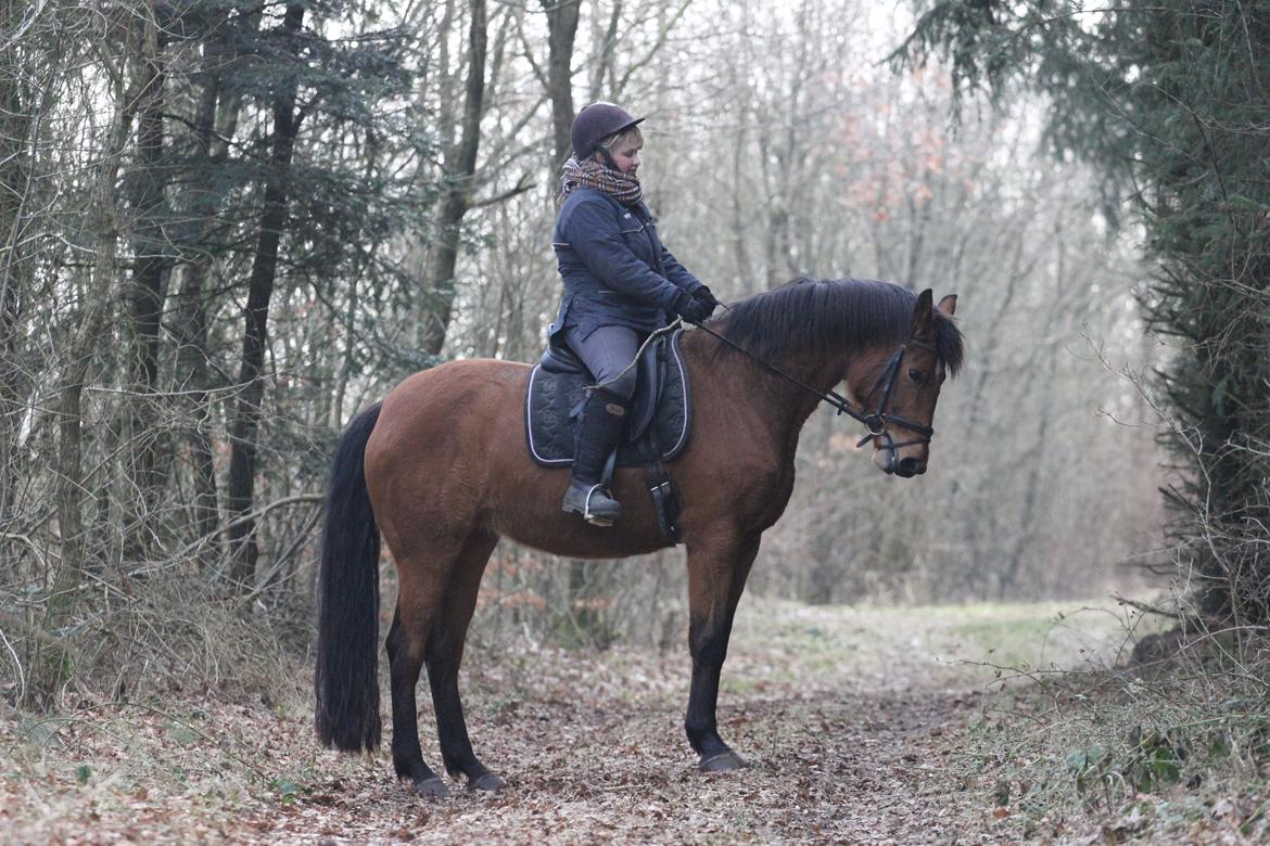 Dansk Varmblod Kraglunds Rosianna [ Tidl.LÅNEHEST] SOLGT!  - Foto: Lea billede 19
