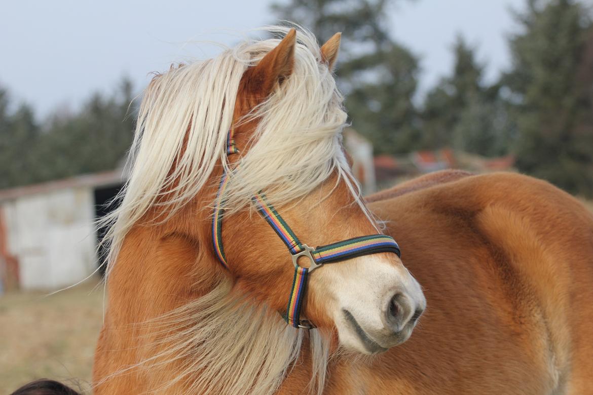 Haflinger Diamond-Diana.  SOLGT  billede 7