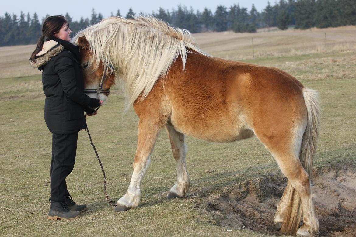 Haflinger Diamond-Diana.  SOLGT  billede 13