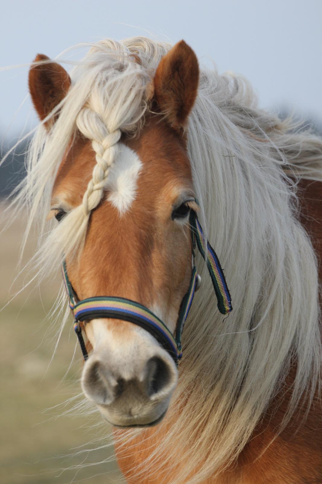 Haflinger Diamond-Diana.  SOLGT  billede 2
