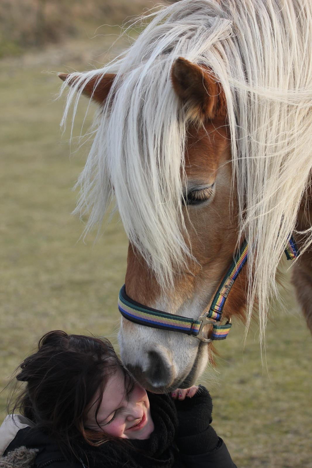 Haflinger Diamond-Diana.  SOLGT  billede 4