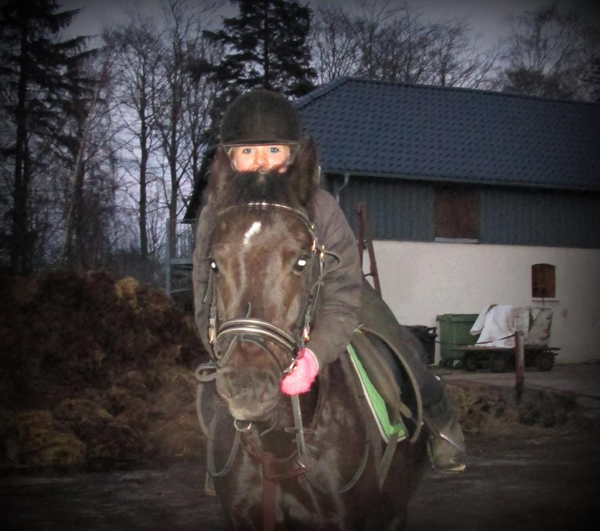 Welsh Cob (sec D) Bjerregård Zeus - Jeg elsker dig pony!<3 billede 1