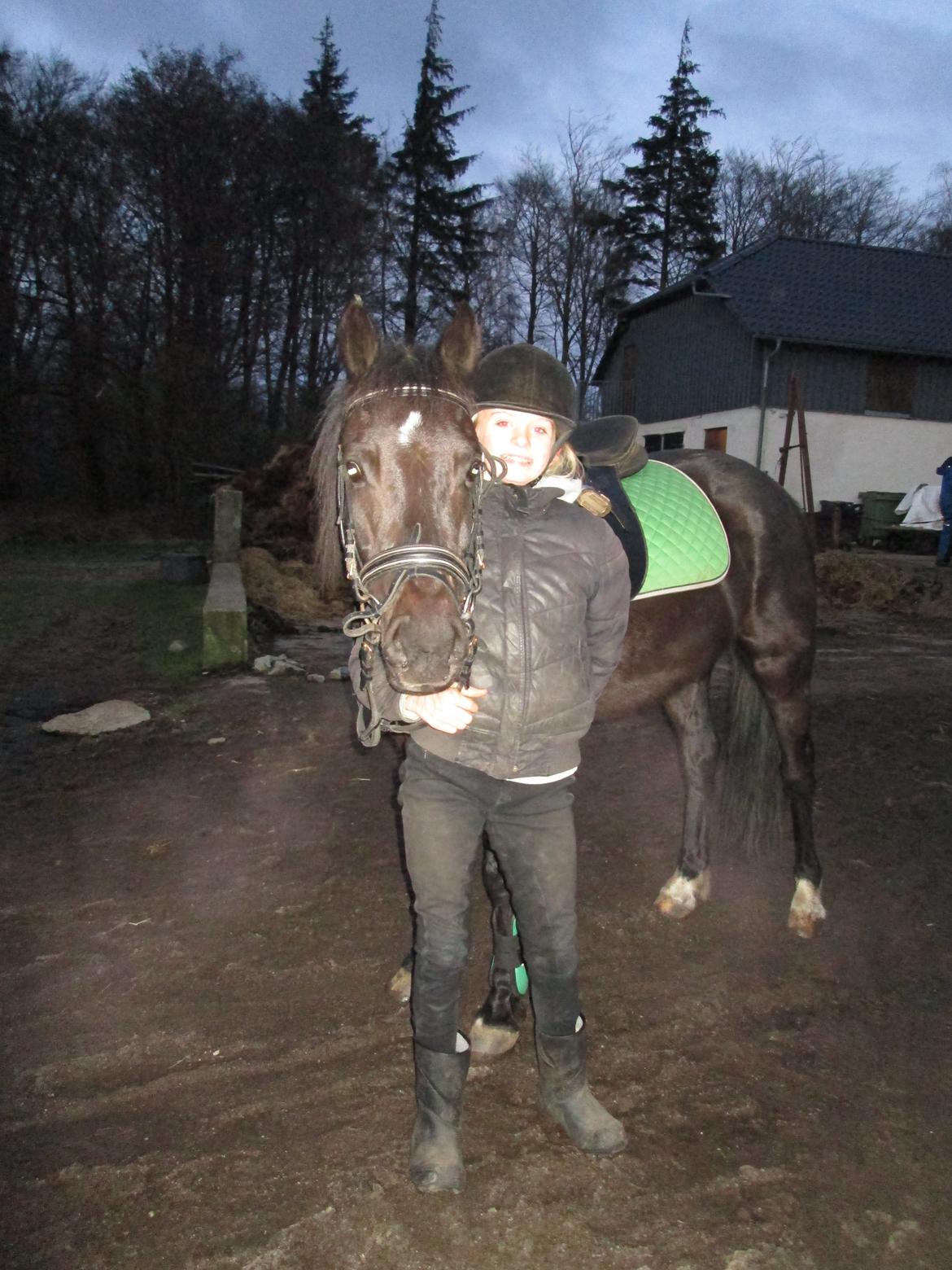 Welsh Cob (sec D) Bjerregård Zeus billede 3