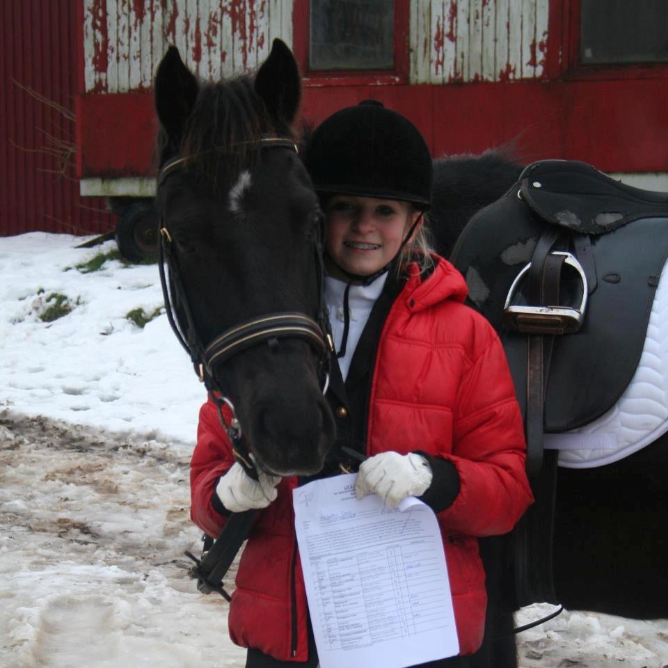 Welsh Cob (sec D) Bjerregård Zeus - Fantastisk stævne på ponze!<3 billede 4