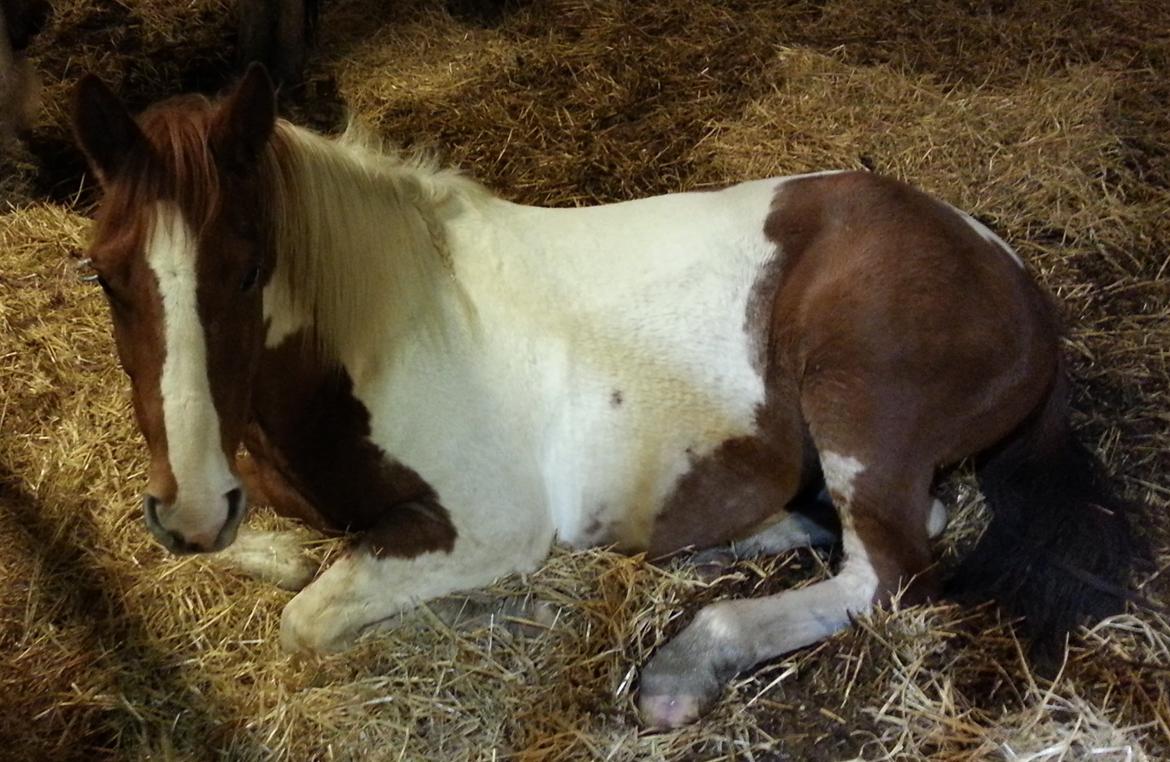 Pinto Pimboli billede 1