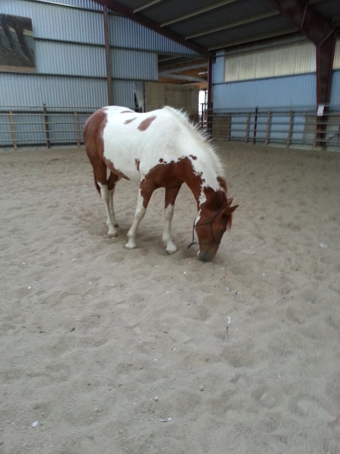 Pinto Pimboli billede 2