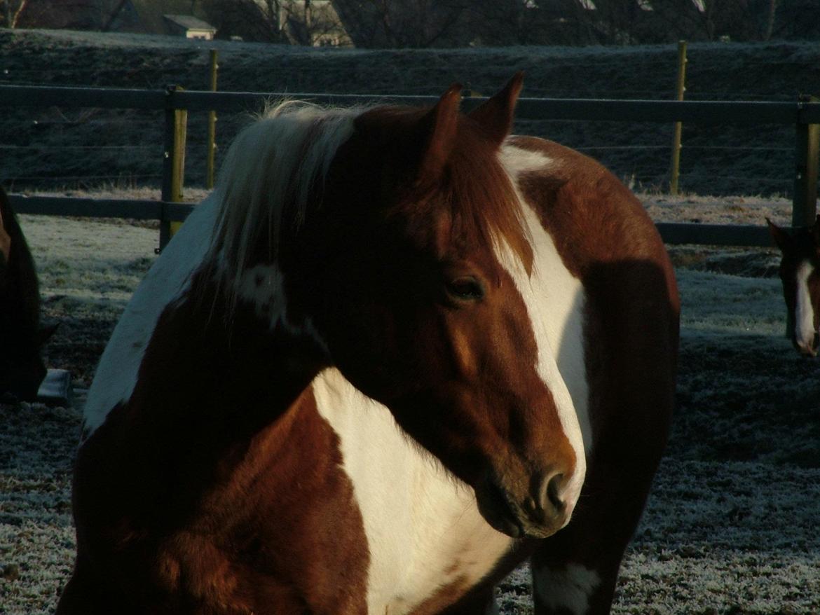 Pinto Pimboli billede 3